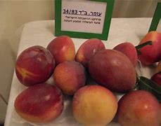 Mango Pro Israel Atau Tidak